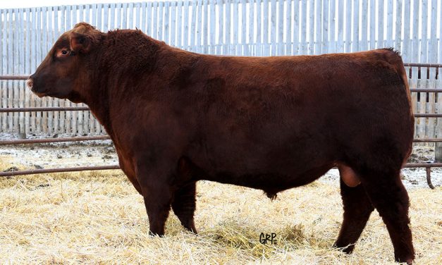 Red Angus Semen For Sale: SB10-1587