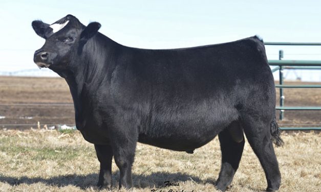 Simmental Semen For Sale:  SB10-1218