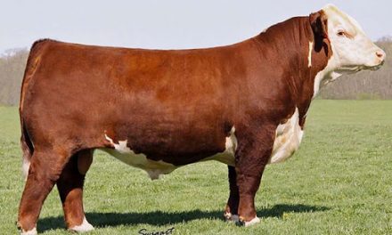 Hereford Semen For Sale: SB10-1589