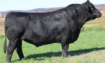 Simmental Semen For Sale: SB10-1588