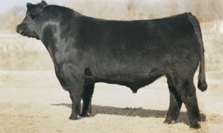 Angus Embryos For Sale:  SB10-1909