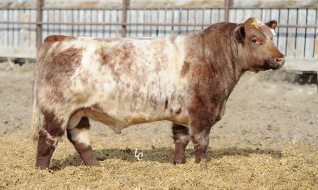 Shorthorn Semen For Sale:  SB10-3281