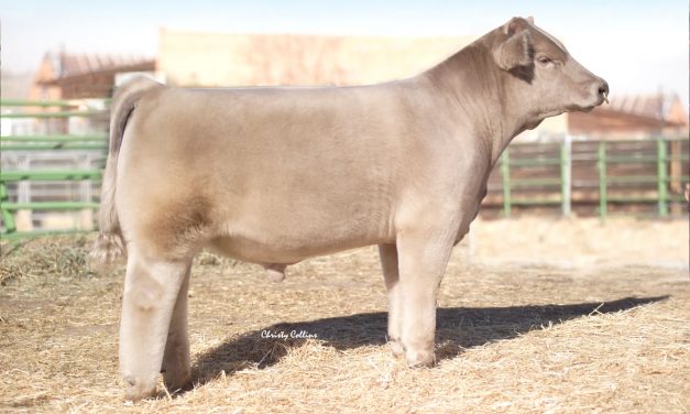 Club Calf Semen For Sale: SB10-1643