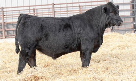 Simmental Semen For Sale: SB10-1646