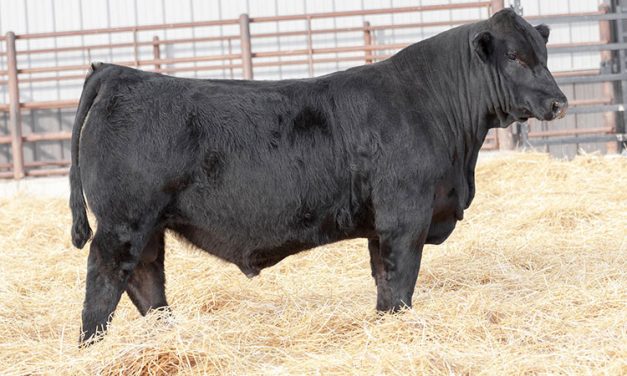 Simmental Semen For Sale: SB10-1646
