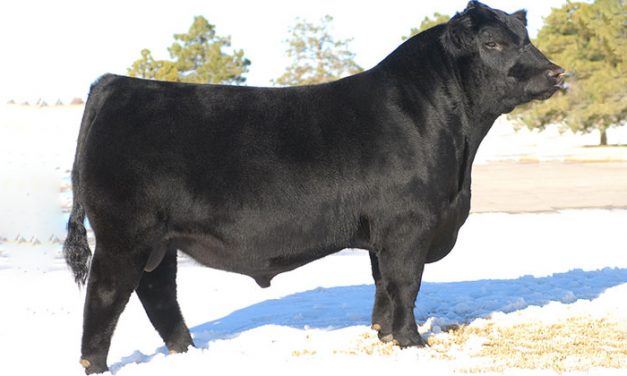 Angus Embryos For Sale:  SB10-2953