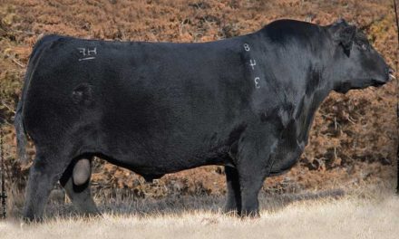 Angus Semen For Sale:  SB10-3283