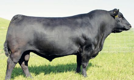 Angus Semen For Sale: SB10-1893