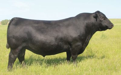 Angus Semen For Sale: SB10-4729
