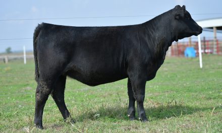 Angus Embryos For Sale:  SB10-1829