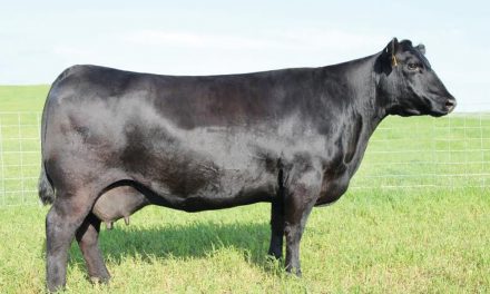 Angus Embryos For Sale:  SB10-4599