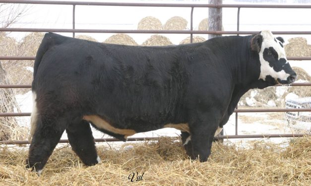 Simmental Semen For Sale: SB10-1151