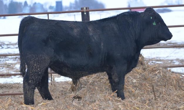 Gelbvieh Semen For Sale: SB10-1396