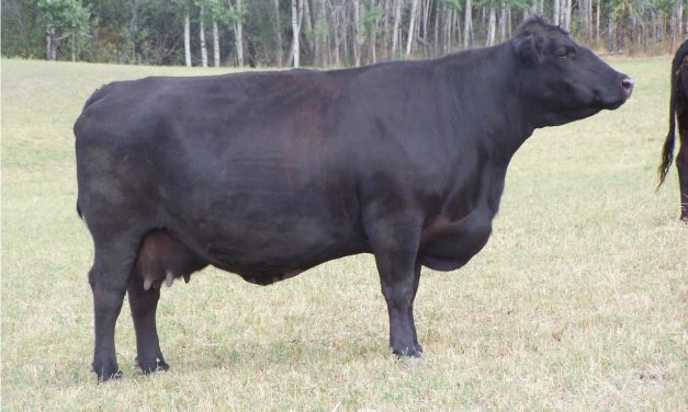 Angus Embryos For Sale: SB10-1272