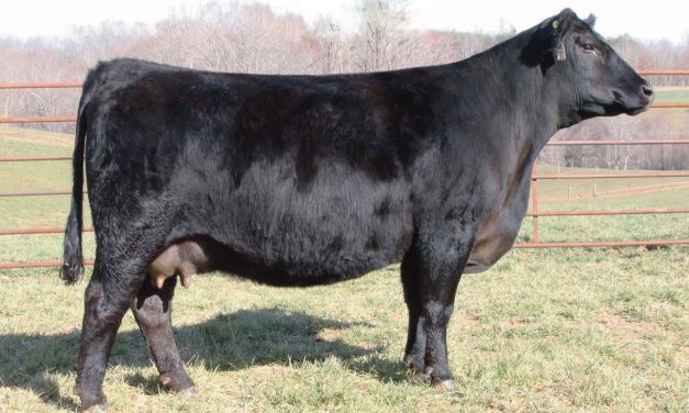 Angus Embryos For Sale: SB10-1394