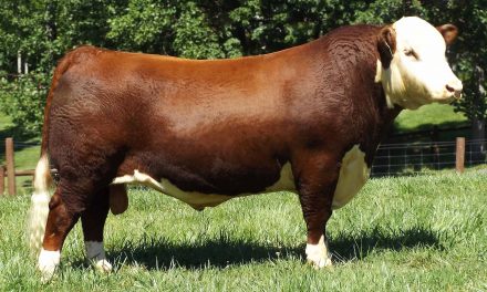 Hereford Semen For Sale:  SB10-1756