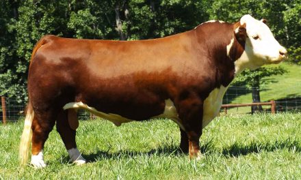 Hereford Semen For Sale:  SB10-1805