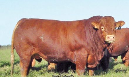 Limousin Semen For Sale: SB10-1247