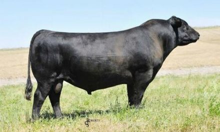 Angus Semen For Sale: SB10-1439