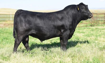 Angus Semen For Sale: SB10-2099