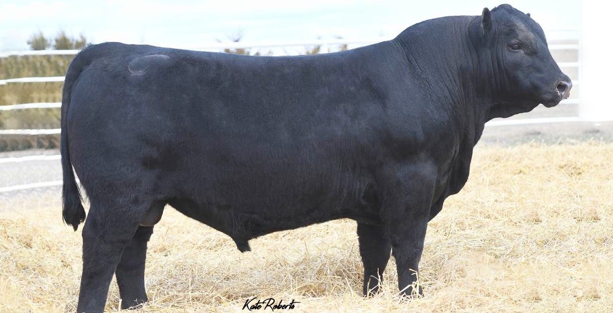 Angus Semen For Sale: SB10-2684