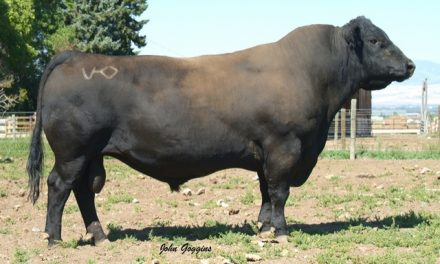 Angus Semen For Sale: SB10-1762