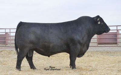 Angus Semen For Sale: SB10-1438