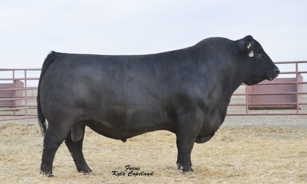 Angus Semen For Sale: SB10-1438