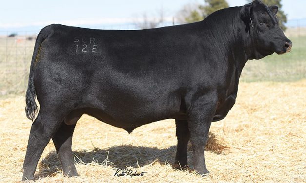 Angus Semen For Sale: SB10-1456