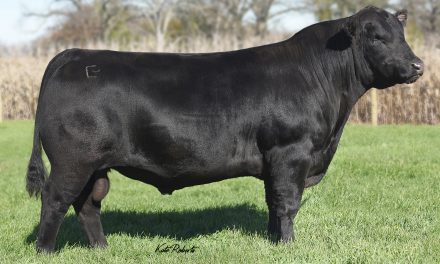 Angus Semen For Sale:  SB10-3383
