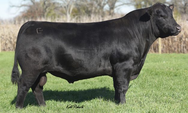 Angus Semen For Sale:  SB10-2019