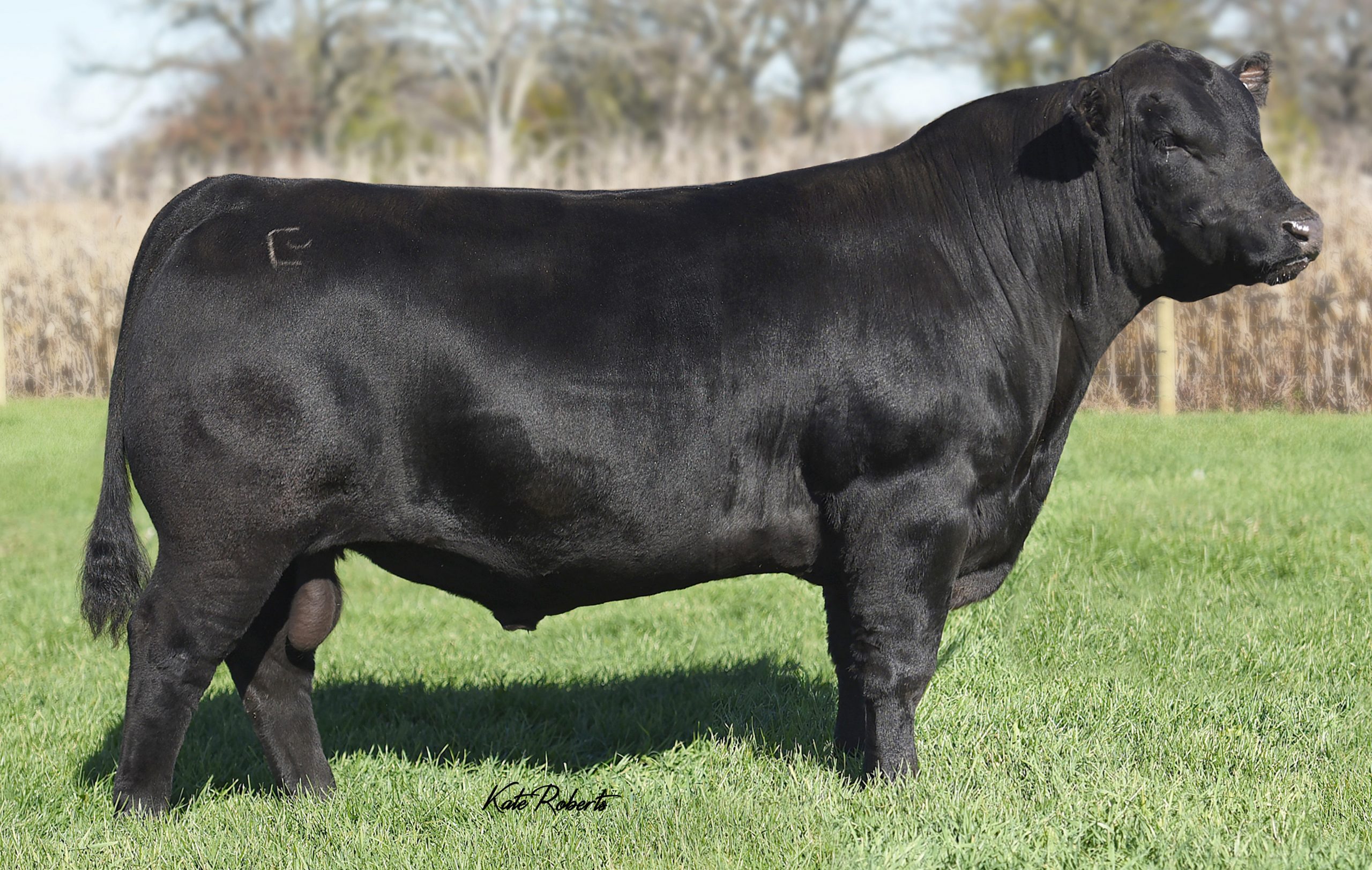 Baldridge-Bronc-e1544193282105