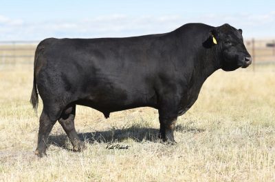 Angus Semen For Sale: SB10-1459