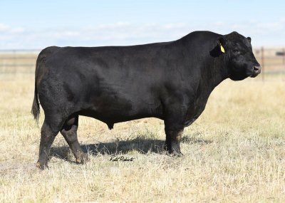 Angus Semen For Sale: SB10-1459
