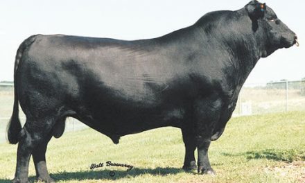 Angus Semen For Sale: SB10-1469