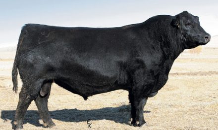 Angus Semen For Sale: SB10-1466