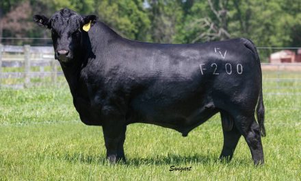 Angus Semen For Sale: SB10-1403