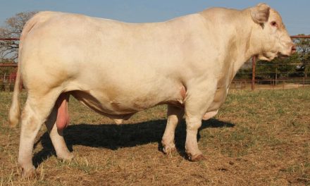 Charolais Semen For Sale: SB10-1461