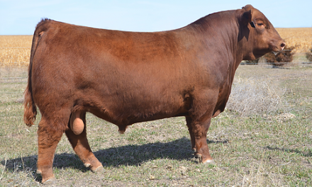 Red Angus Semen For Sale:  SB10-2664