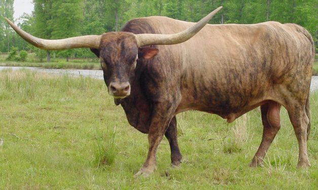 Longhorn Semen For Sale: SB10-1457