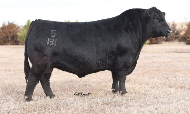 Angus Semen For Sale: SB10-1471