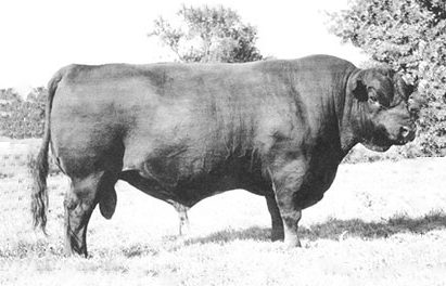 Angus Semen Wanted: SB10-1453