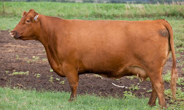 Red Angus Embryos For Sale: SB10-1435