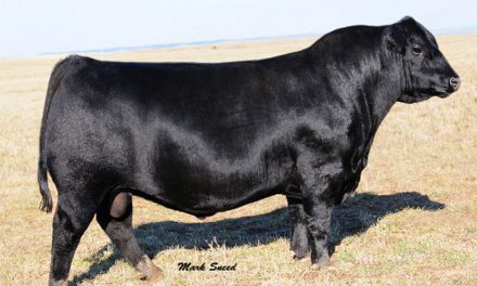 Angus Semen For Sale: SB10-1544