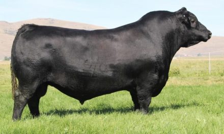 Angus Semen For Sale: SB10-1545