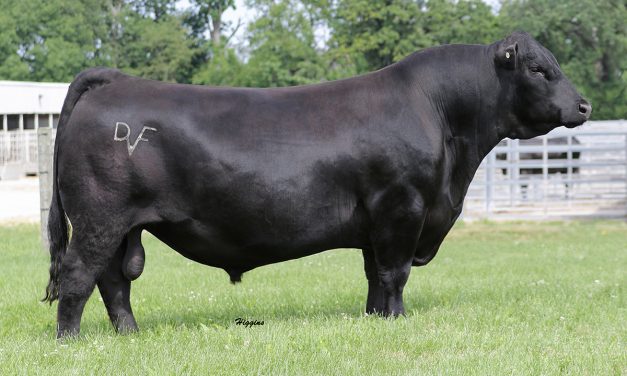 Angus Semen For Sale: SB10-1517