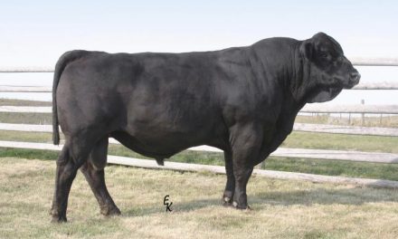 Simmental Semen For Sale: SB10-1554