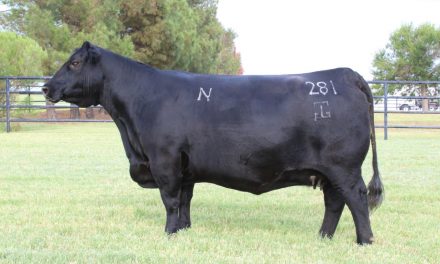 Angus Pregnancy For Sale: SB10-1543