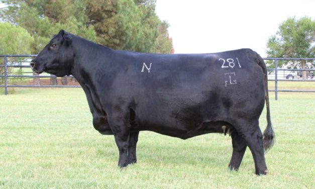 Angus Pregnancy For Sale: SB10-1543