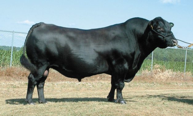 Angus Semen For Sale: SB10-1130